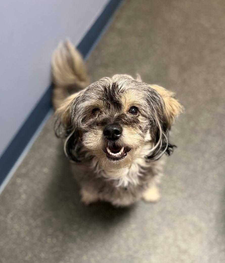 Enlarge Toby, a Adoptable Terrier in Lacona, NY image 4/5