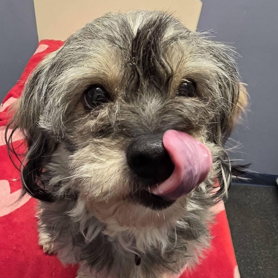 Enlarge Toby, a Adoptable Terrier in Lacona, NY image 1/5