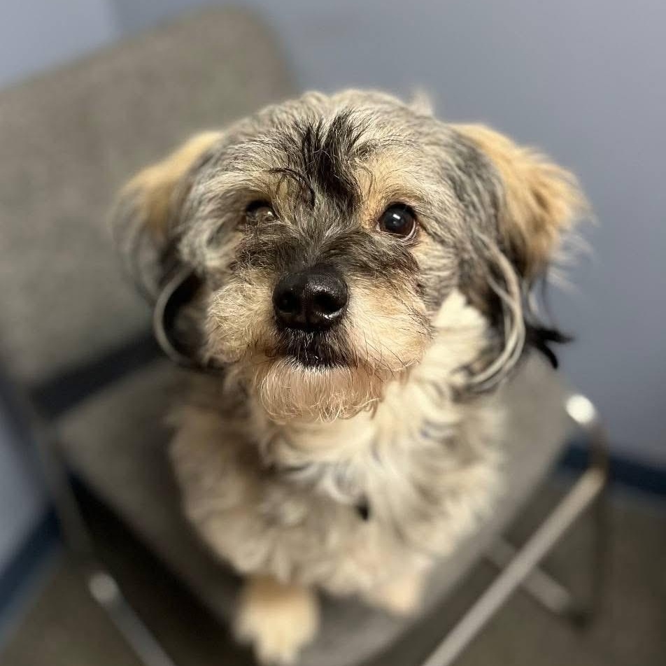 Enlarge Toby, a Adoptable Terrier in Lacona, NY image 2/5