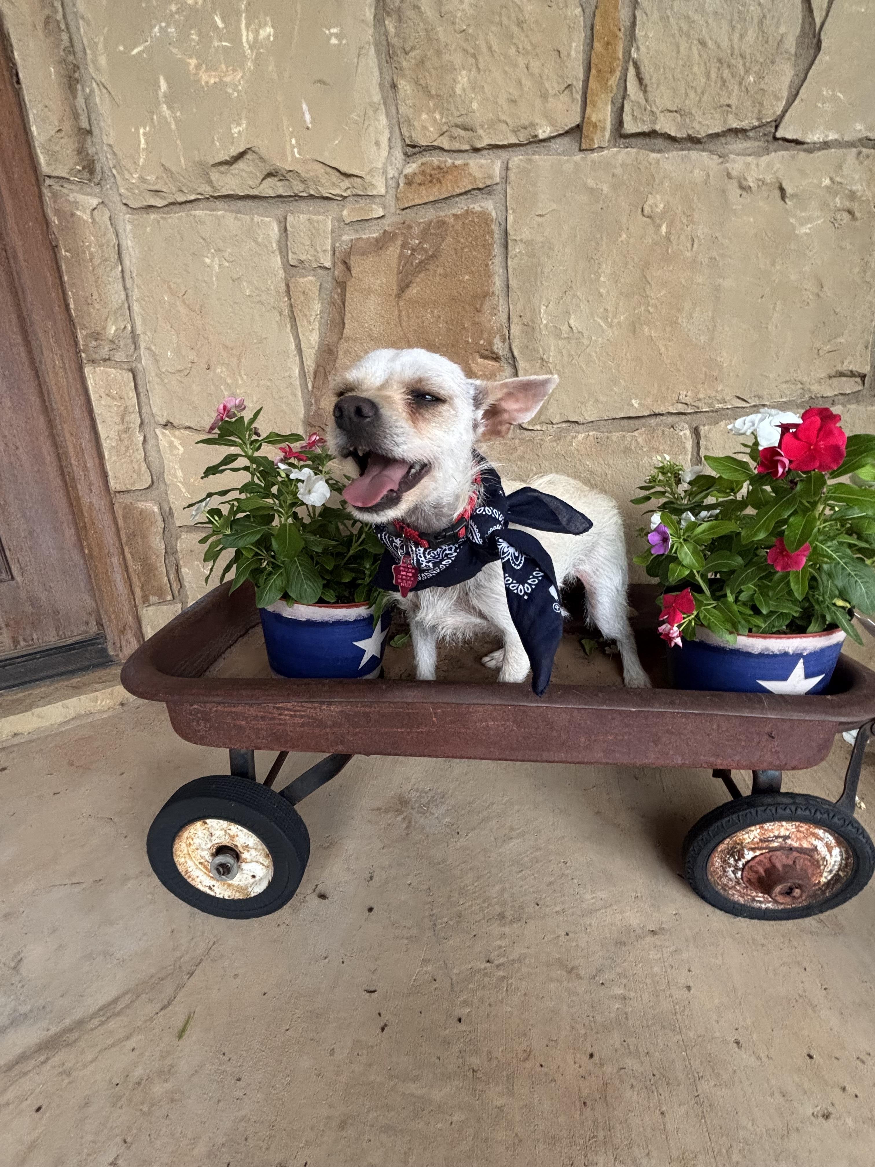 TINY, Adopted, Adult Male Chorkie.