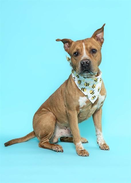 SEAMUS, Adoptable, Adult Male American Staffordshire Terrier.