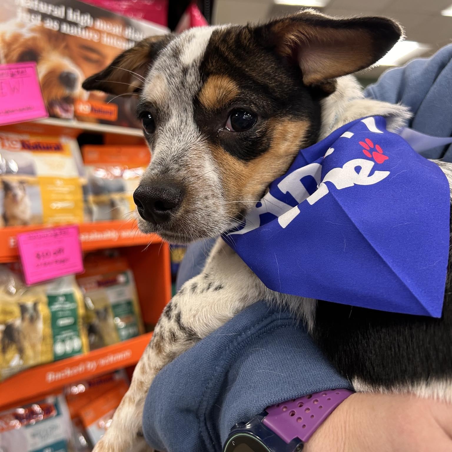 Enlarge Zuma, a Adoptable mixed breed in Salem, OR image 4/4