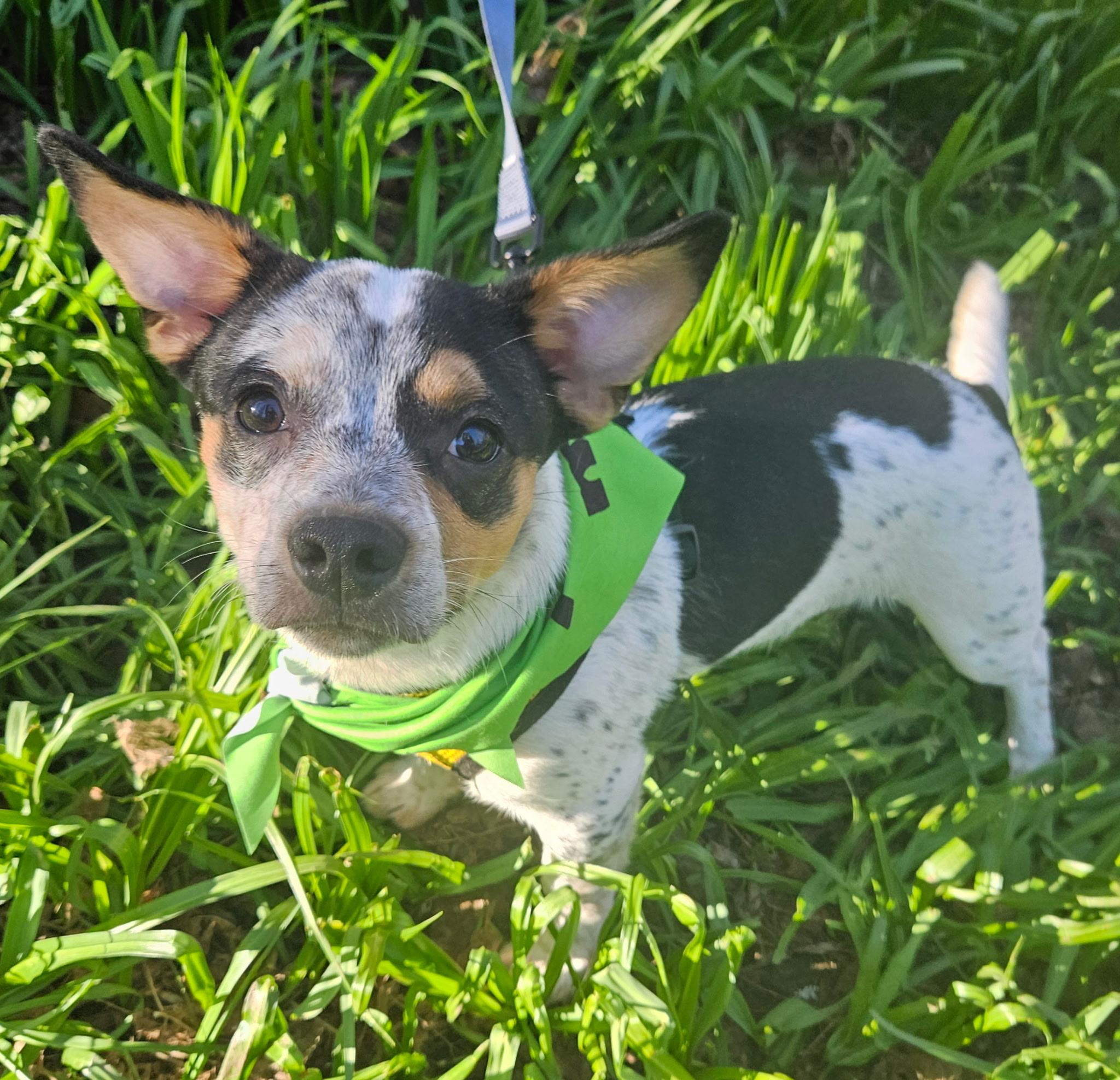 Enlarge Zuma, a Adoptable mixed breed in Salem, OR image 2/4