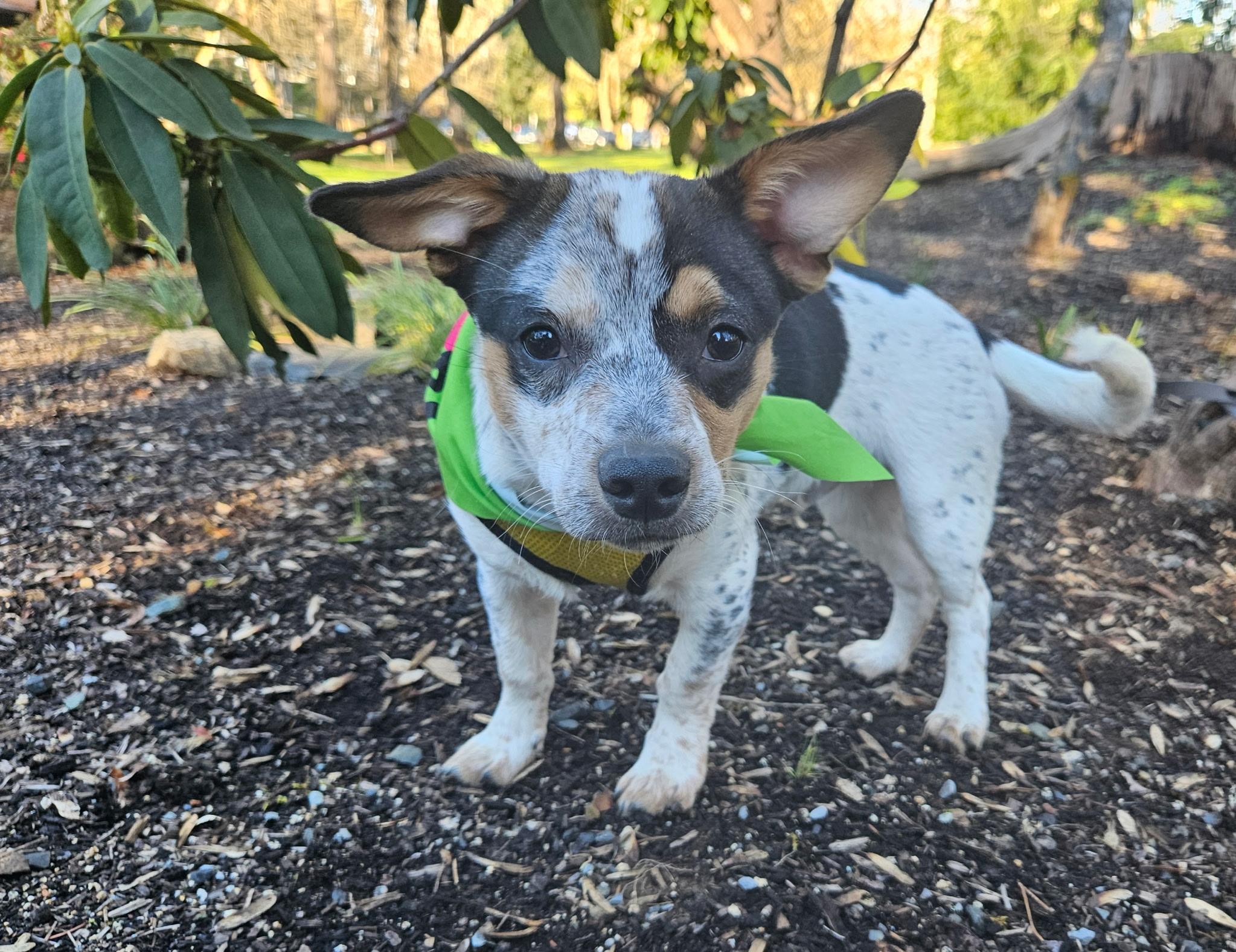 Enlarge Zuma, a Adoptable mixed breed in Salem, OR image 3/4