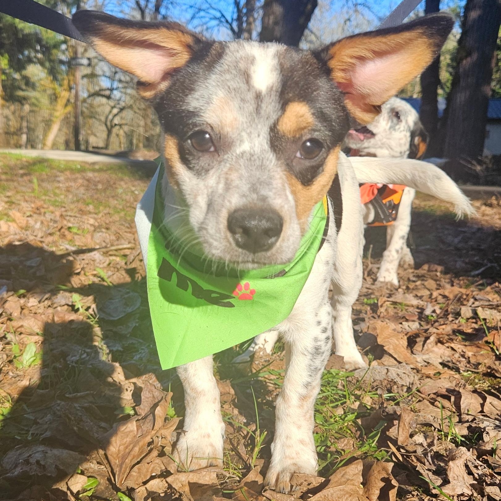Zuma, Adoptable, Puppy Male Australian Cattle Dog / Blue Heeler.