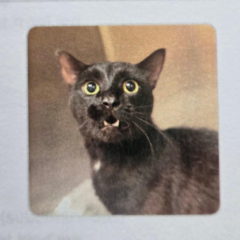 Enlarge Bankz, a Adoptable Domestic Short Hair in MOUNT AIRY, NC image 1/1