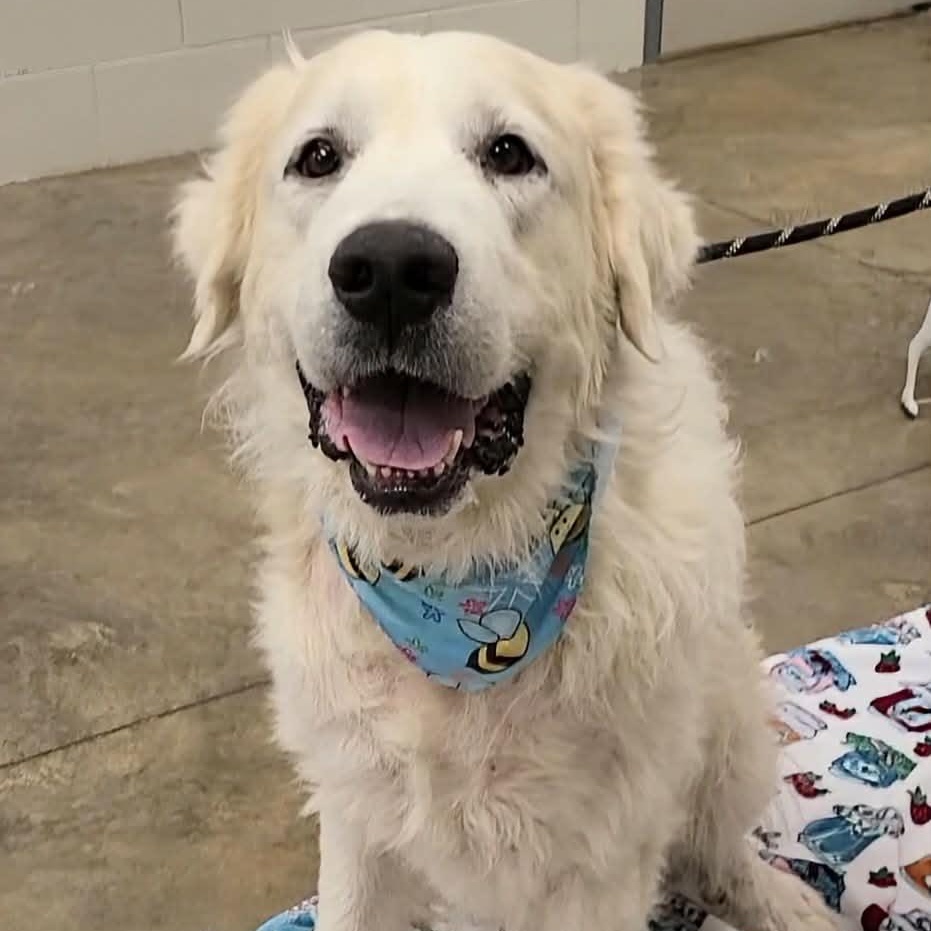 Max, ADOPTABLE, Adult Male Great Pyrenees.