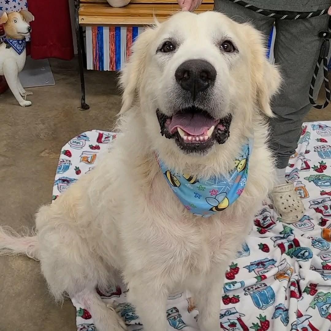 Enlarge Max, a ADOPTABLE mixed breed in Woolwich, ME image 5/5