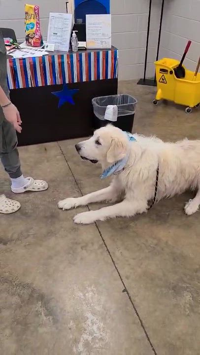 Enlarge Max, a ADOPTABLE mixed breed in Woolwich, ME video 2/5