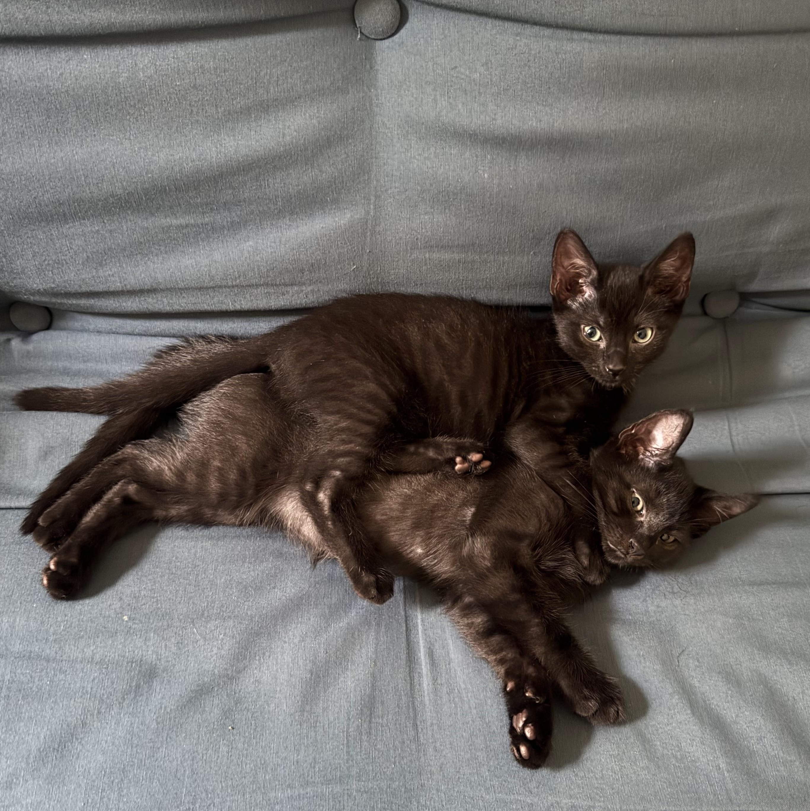 Enlarge KC & Sunshine, a ADOPTABLE Domestic Short Hair in brooklyn, NY image 1/6