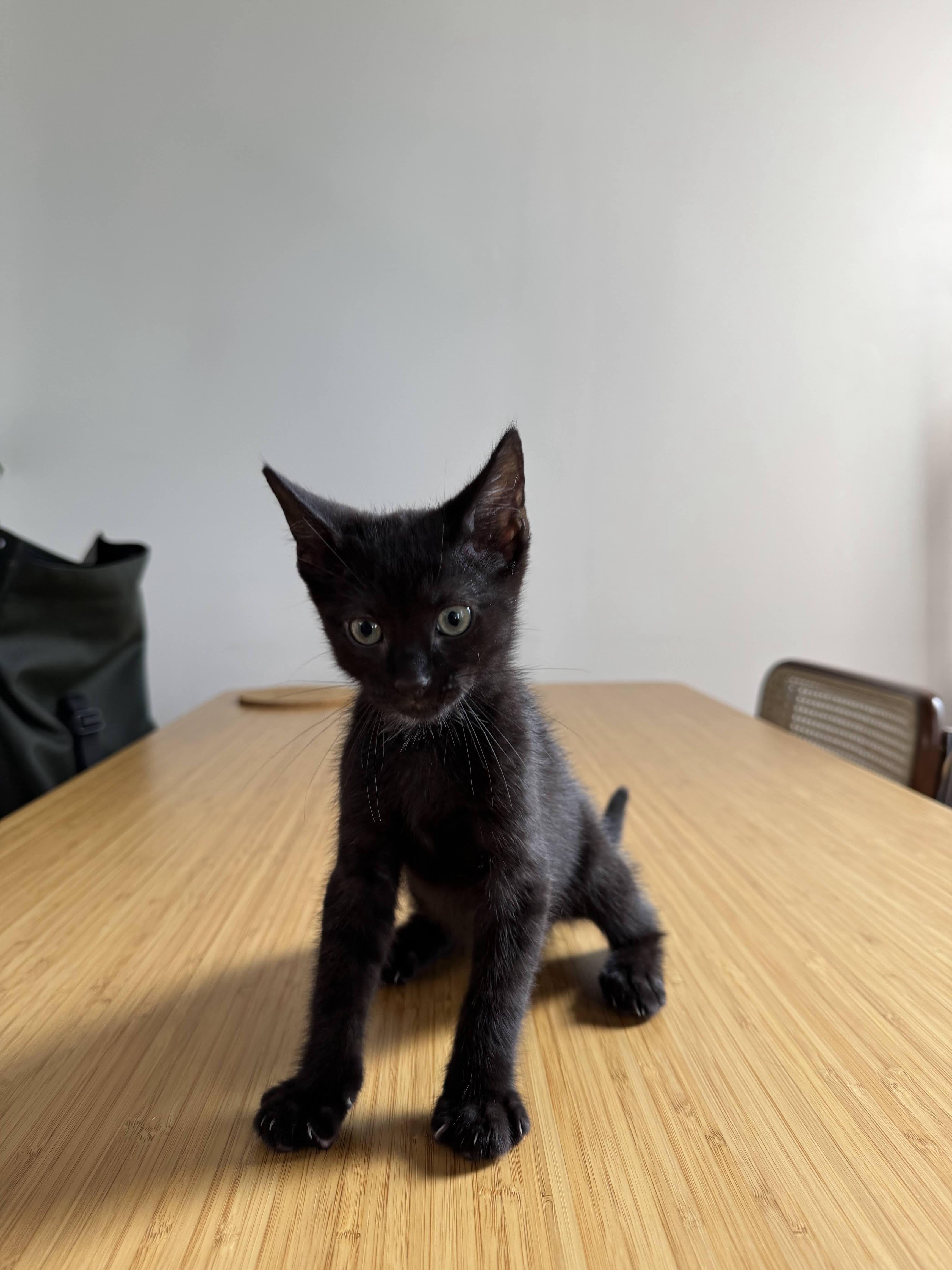 Enlarge KC & Sunshine, a ADOPTABLE Domestic Short Hair in brooklyn, NY image 4/6
