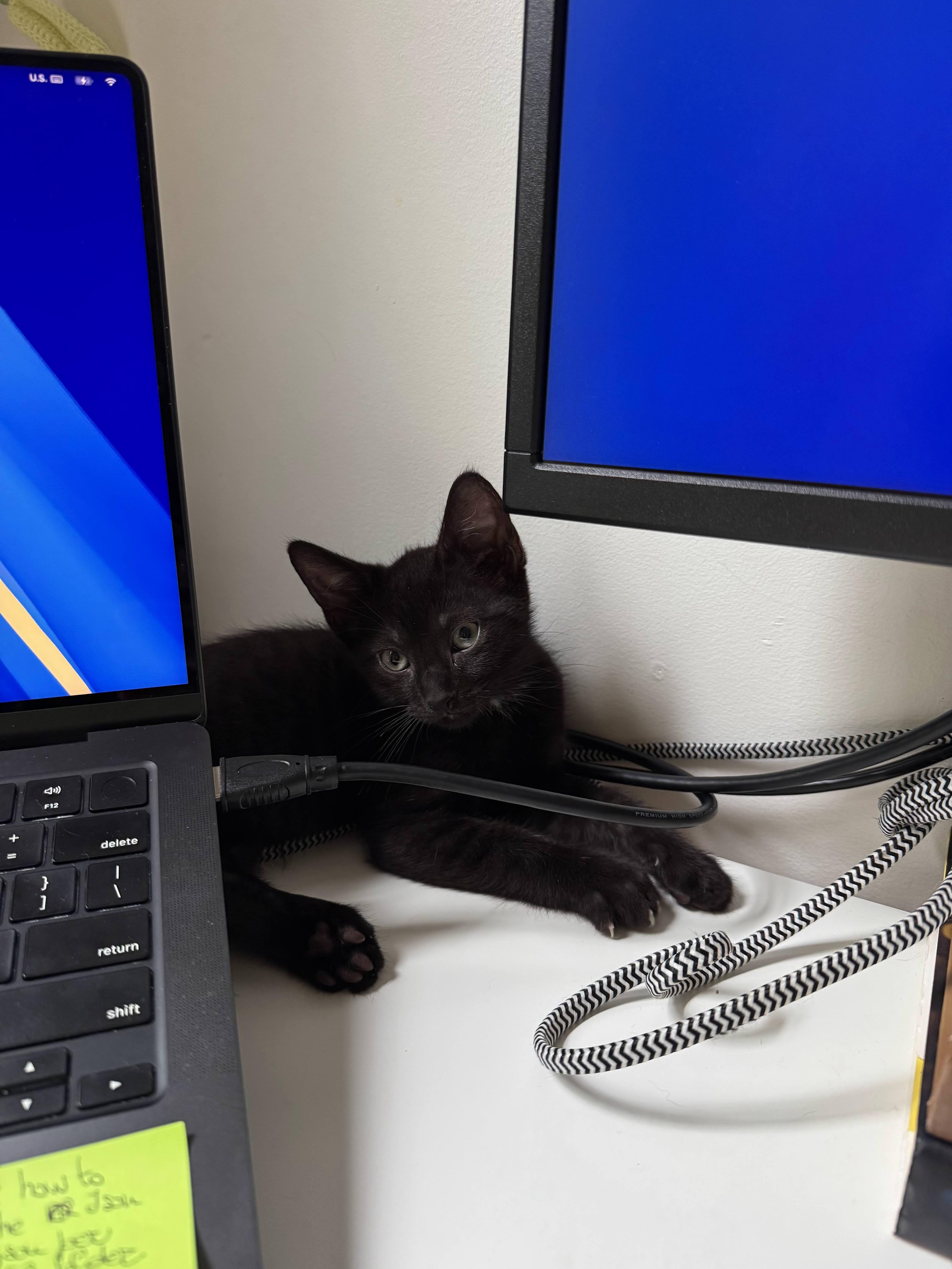 Enlarge KC & Sunshine, a ADOPTABLE Domestic Short Hair in brooklyn, NY image 5/6