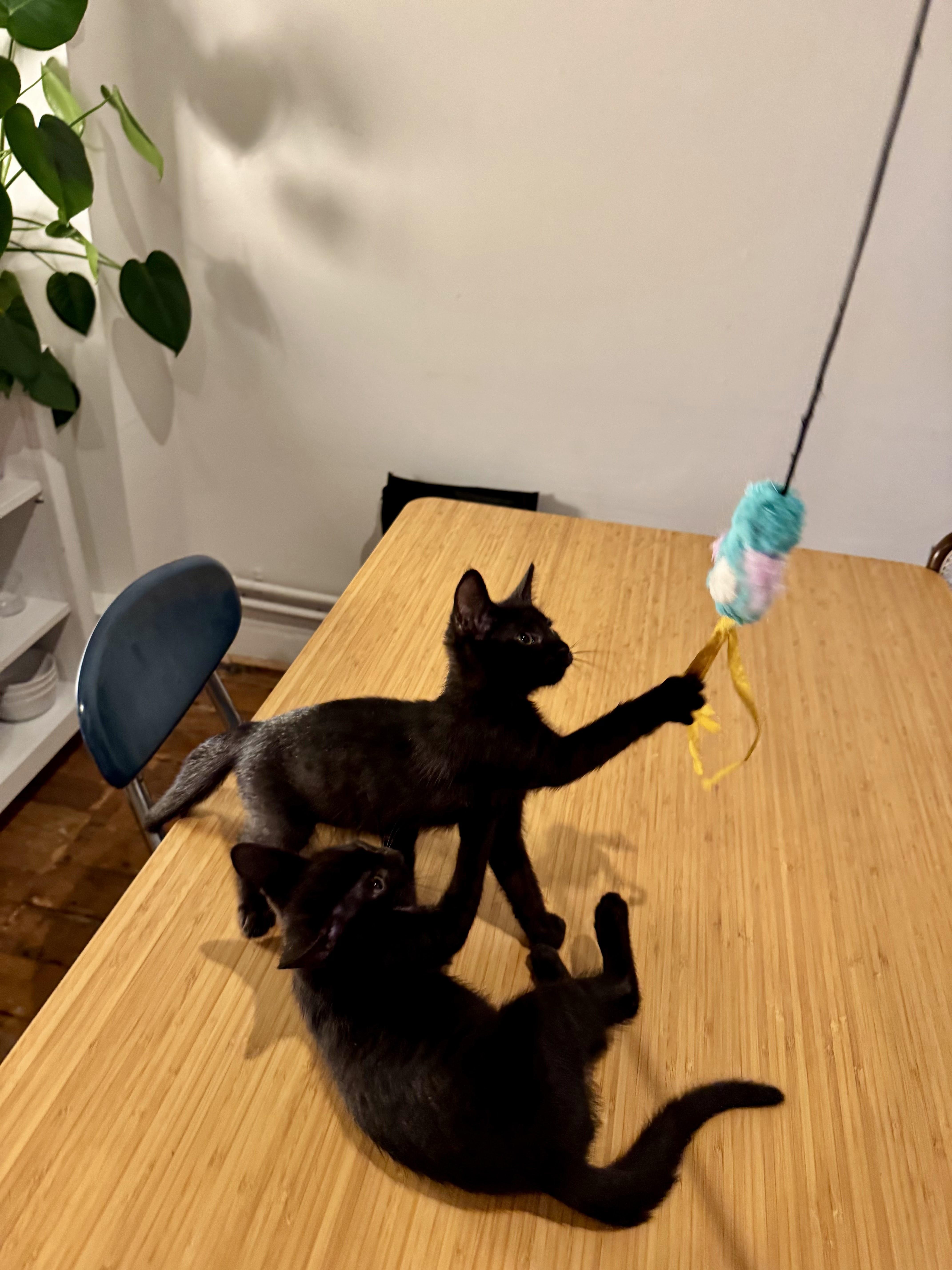 Enlarge KC & Sunshine, a ADOPTABLE Domestic Short Hair in brooklyn, NY image 3/6