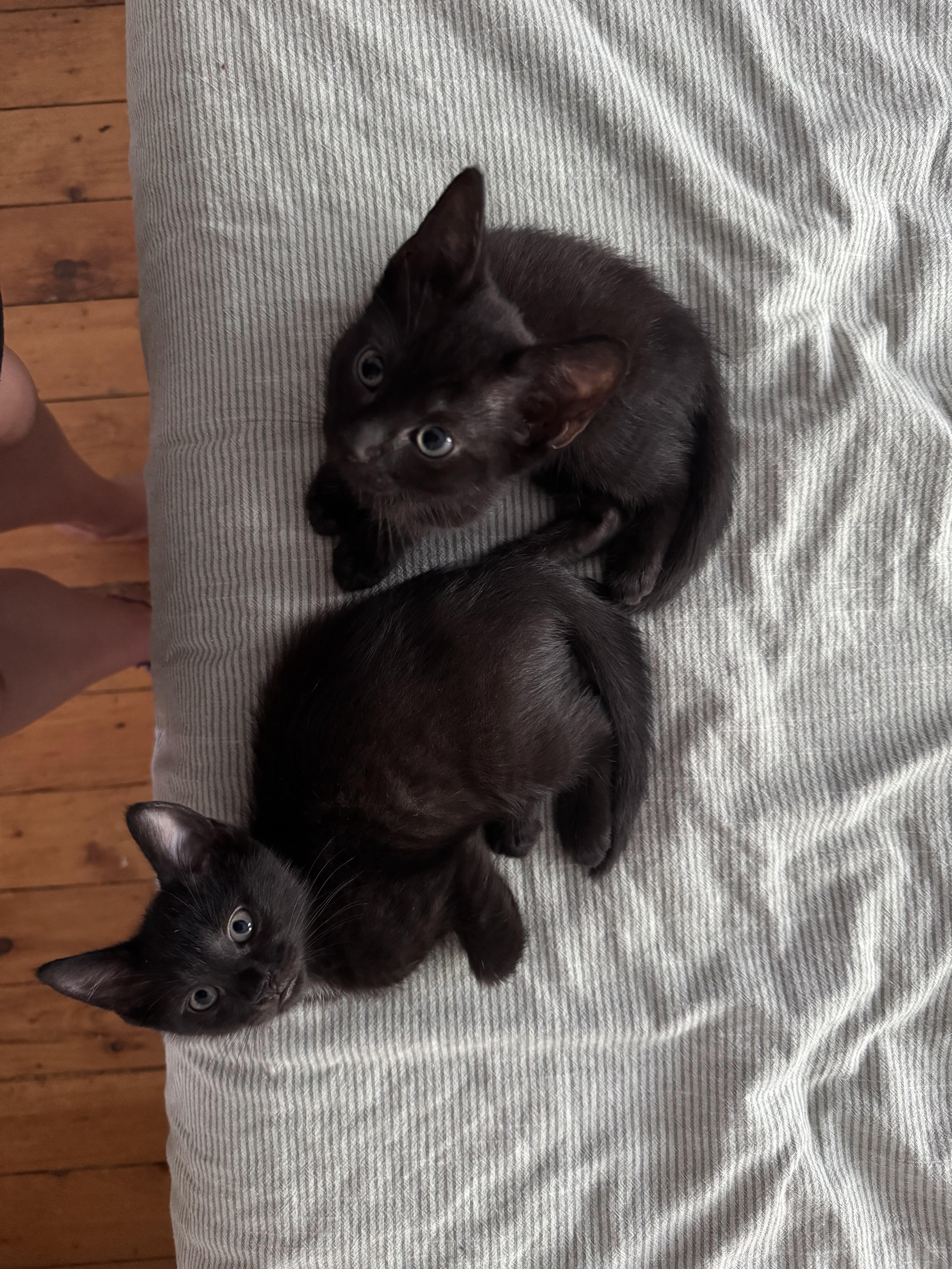 Enlarge KC & Sunshine, a ADOPTABLE Domestic Short Hair in brooklyn, NY image 2/6