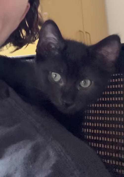 Enlarge KC & Sunshine, a ADOPTABLE Domestic Short Hair in brooklyn, NY video 6/6