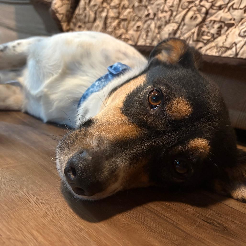Enlarge Leonard*, a Adoptable Beagle in Napoleon, OH image 1/3