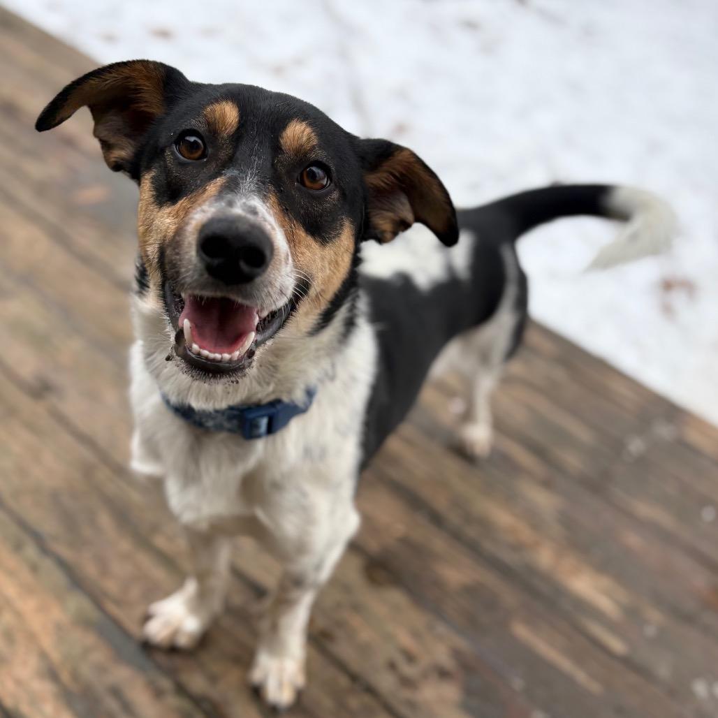 Enlarge Leonard*, a Adoptable Beagle in Napoleon, OH image 2/3