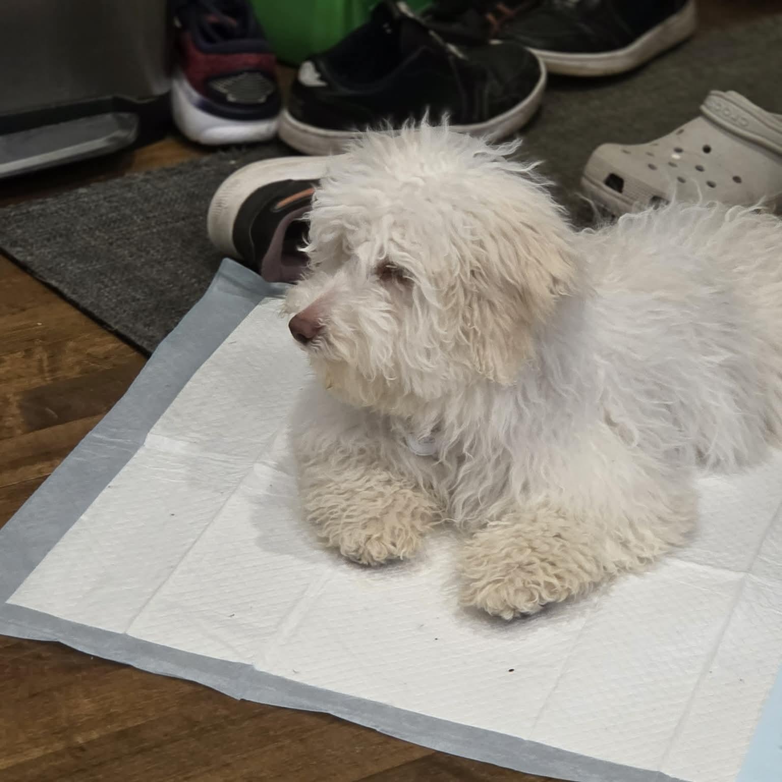 Enlarge Moonpie, a ADOPTABLE Maltipoo in Homer Glen, IL image 5/6