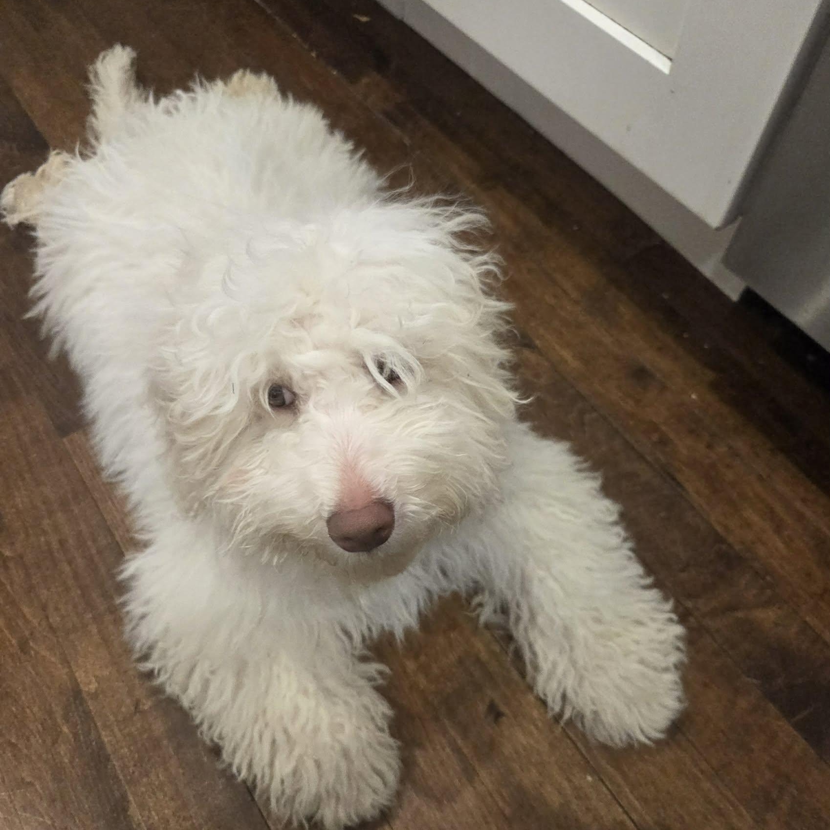 Moonpie, ADOPTABLE, Puppy Female Maltipoo.
