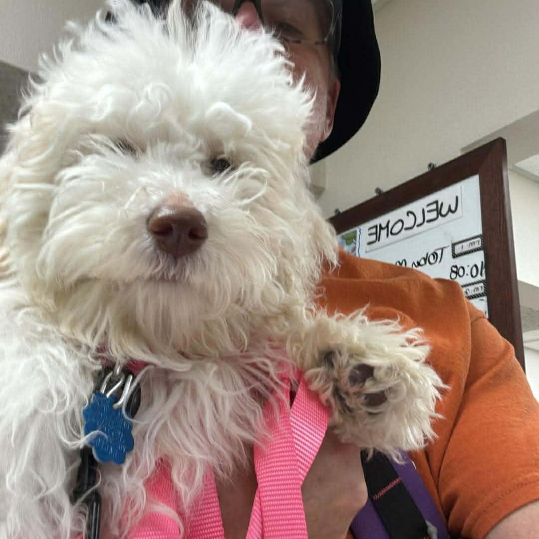 Enlarge Moonpie, a ADOPTABLE Maltipoo in Homer Glen, IL image 3/6