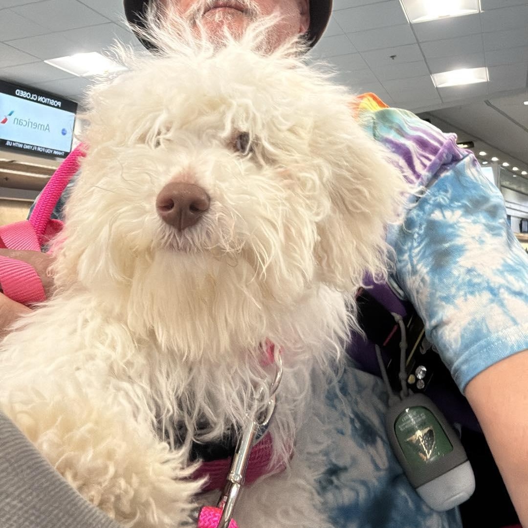 Enlarge Moonpie, a ADOPTABLE Maltipoo in Homer Glen, IL image 4/6