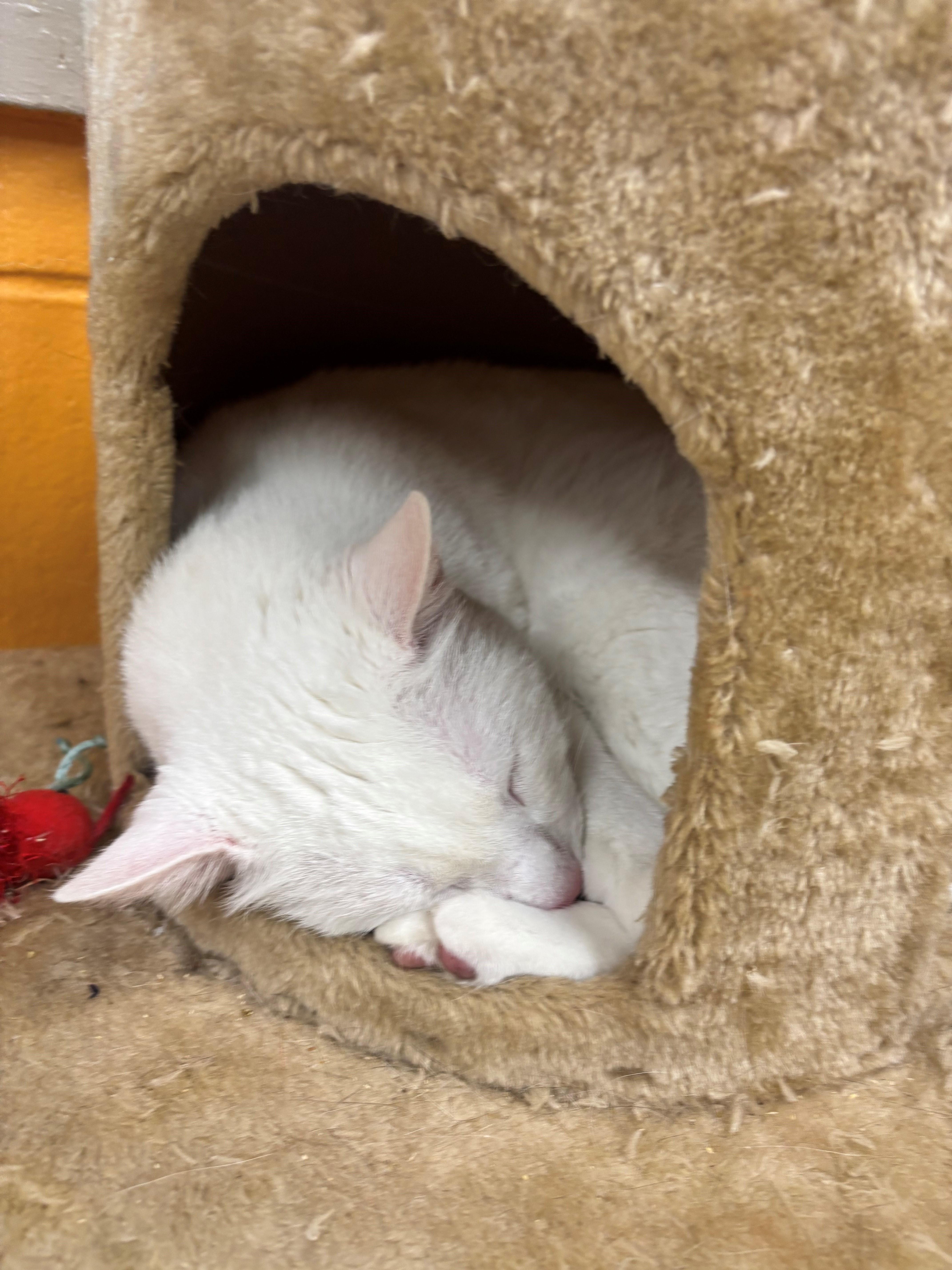 Enlarge Mish Mish, a ADOPTABLE Domestic Short Hair in Edison, NJ image 1/1