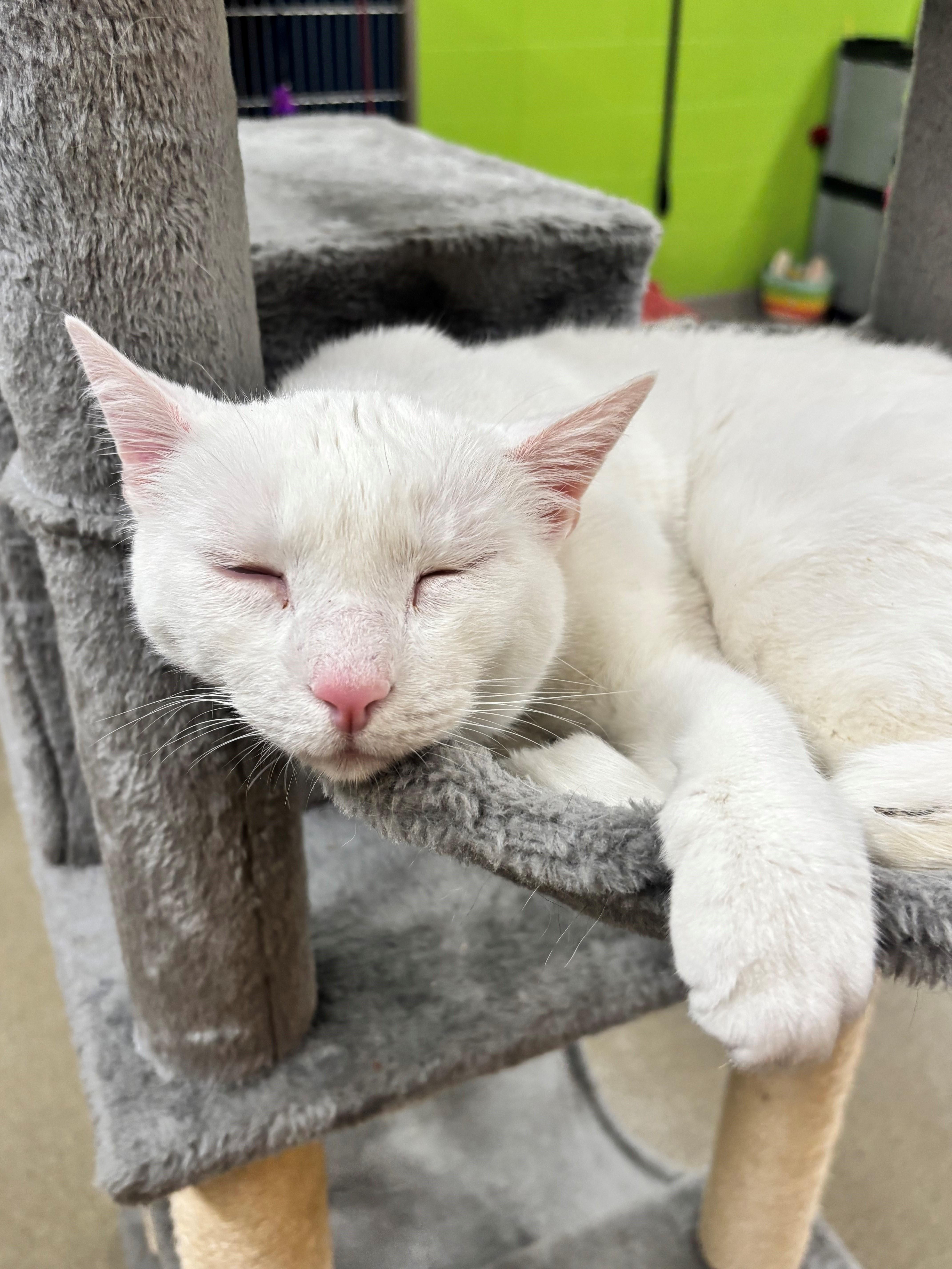 Mish Mish, Adoptable, Adult Male Domestic Short Hair.