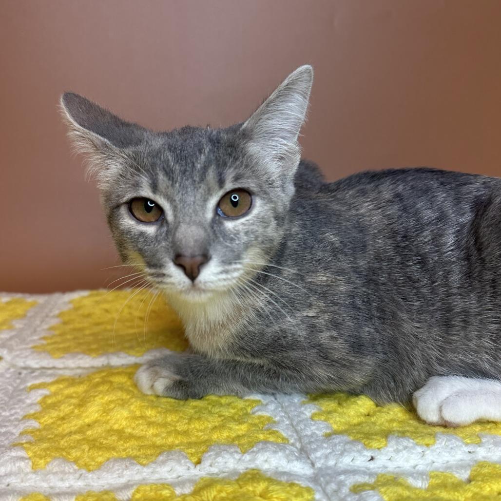 Cove, Adoptable, Kitten Female Domestic Short Hair.