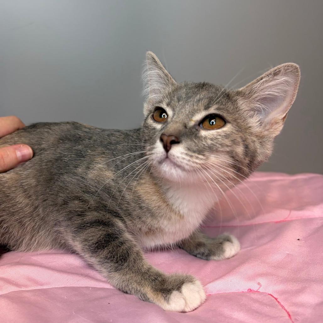 Cove, a Adoptable Domestic Short Hair in San Antonio, TX image 2/6