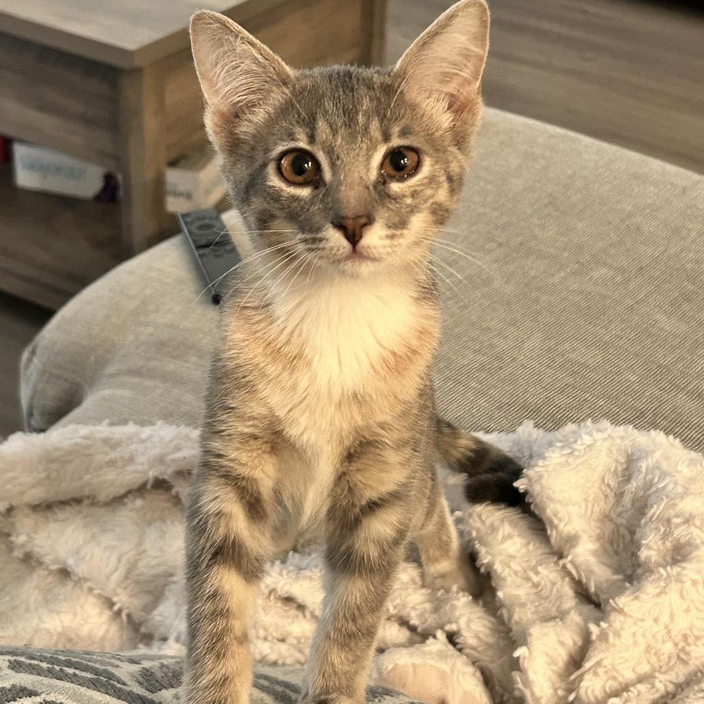 Cove, a Adoptable Domestic Short Hair in San Antonio, TX image 3/6