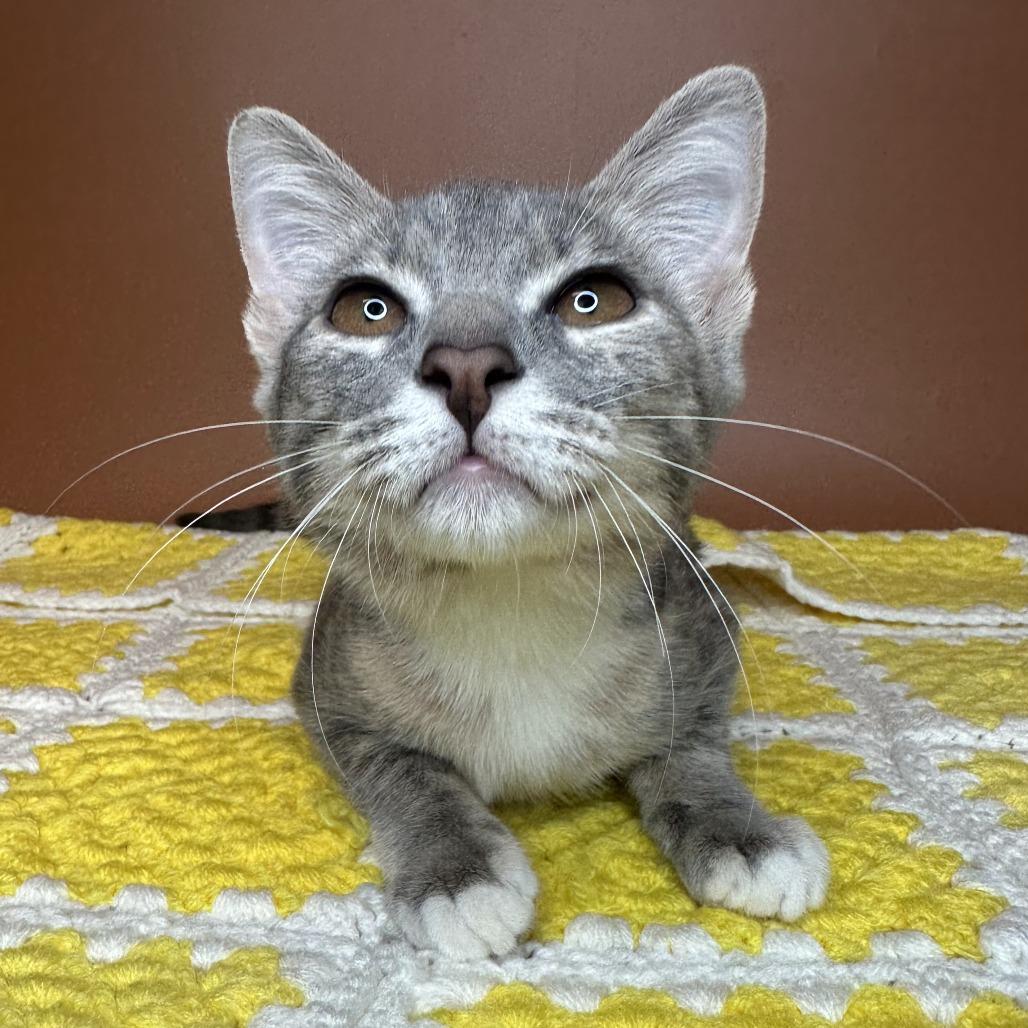 Enlarge Cove, a Adoptable Domestic Short Hair in San Antonio, TX image 2/6