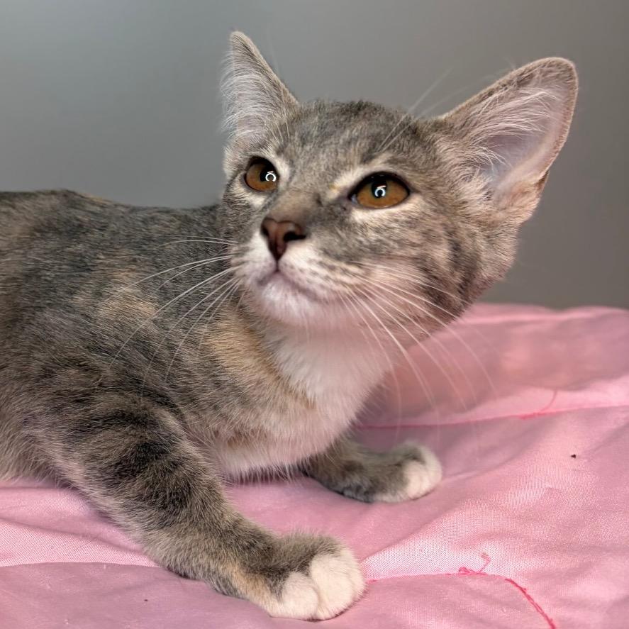 Enlarge Cove, a Adoptable Domestic Short Hair in San Antonio, TX image 4/6