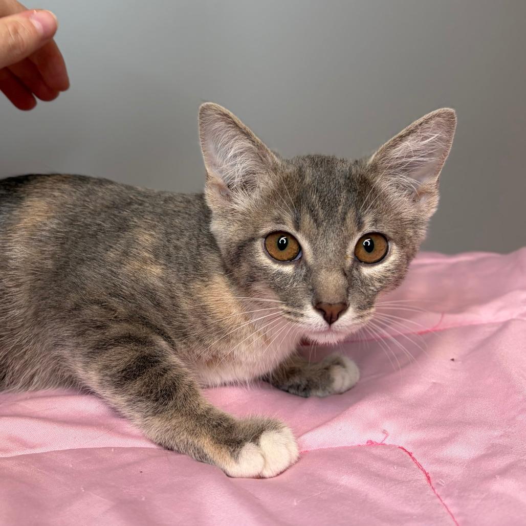 Cove, a Adoptable Domestic Short Hair in San Antonio, TX image 6/6