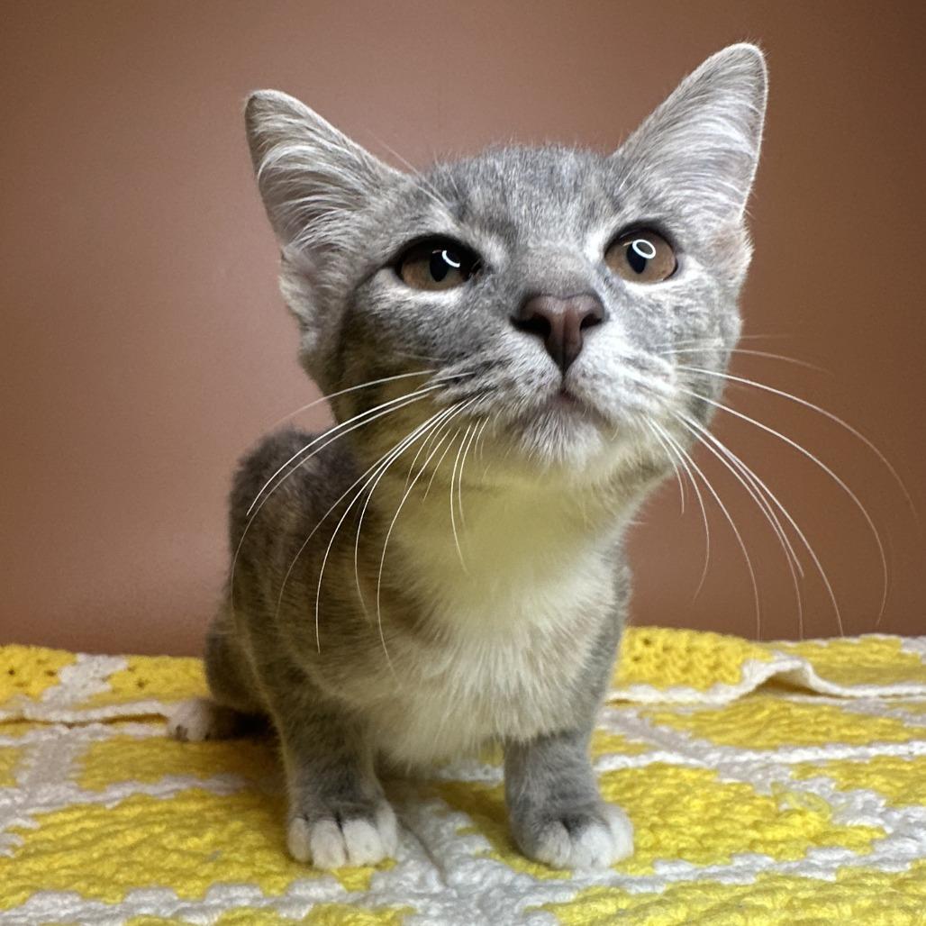 Enlarge Cove, a Adoptable Domestic Short Hair in San Antonio, TX image 6/6
