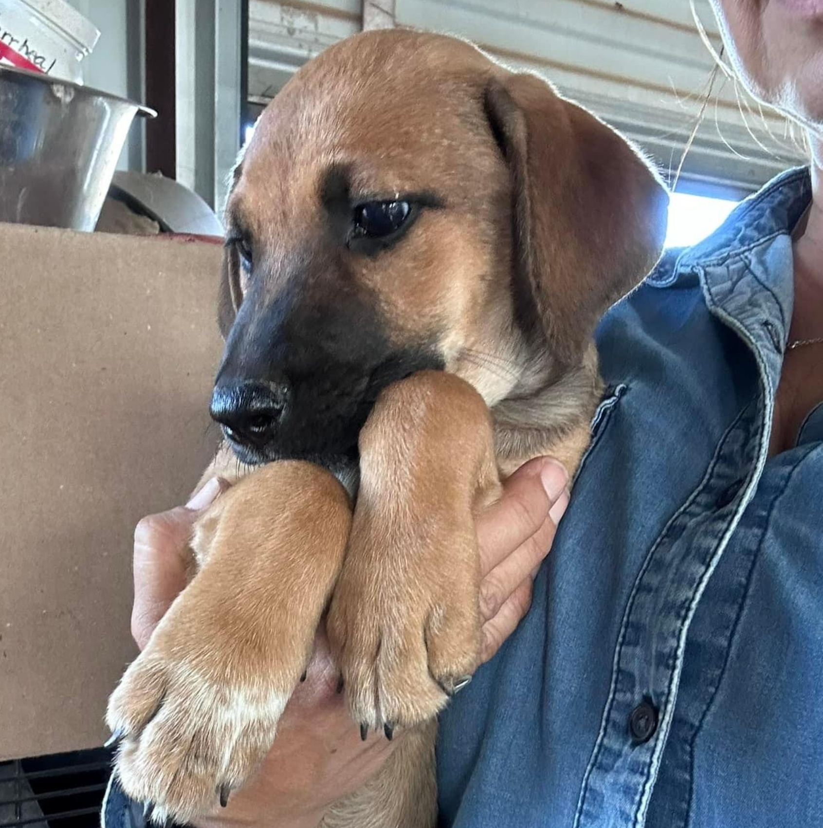 Dog for adoption Ella, a Hound Mix in Newport, NH Petfinder