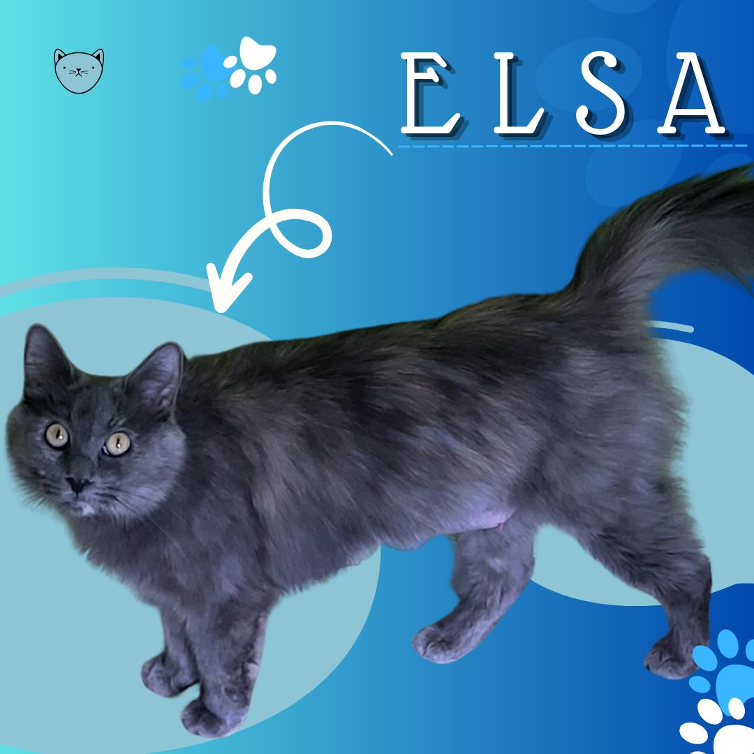 Elsa, Adoptable, Young Female Domestic Medium Hair.