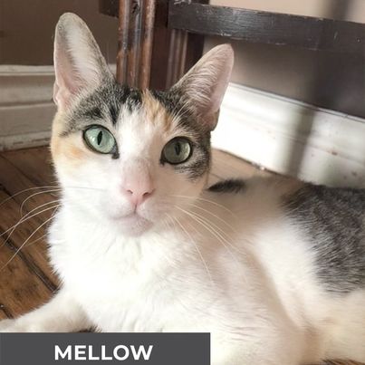 Mellow