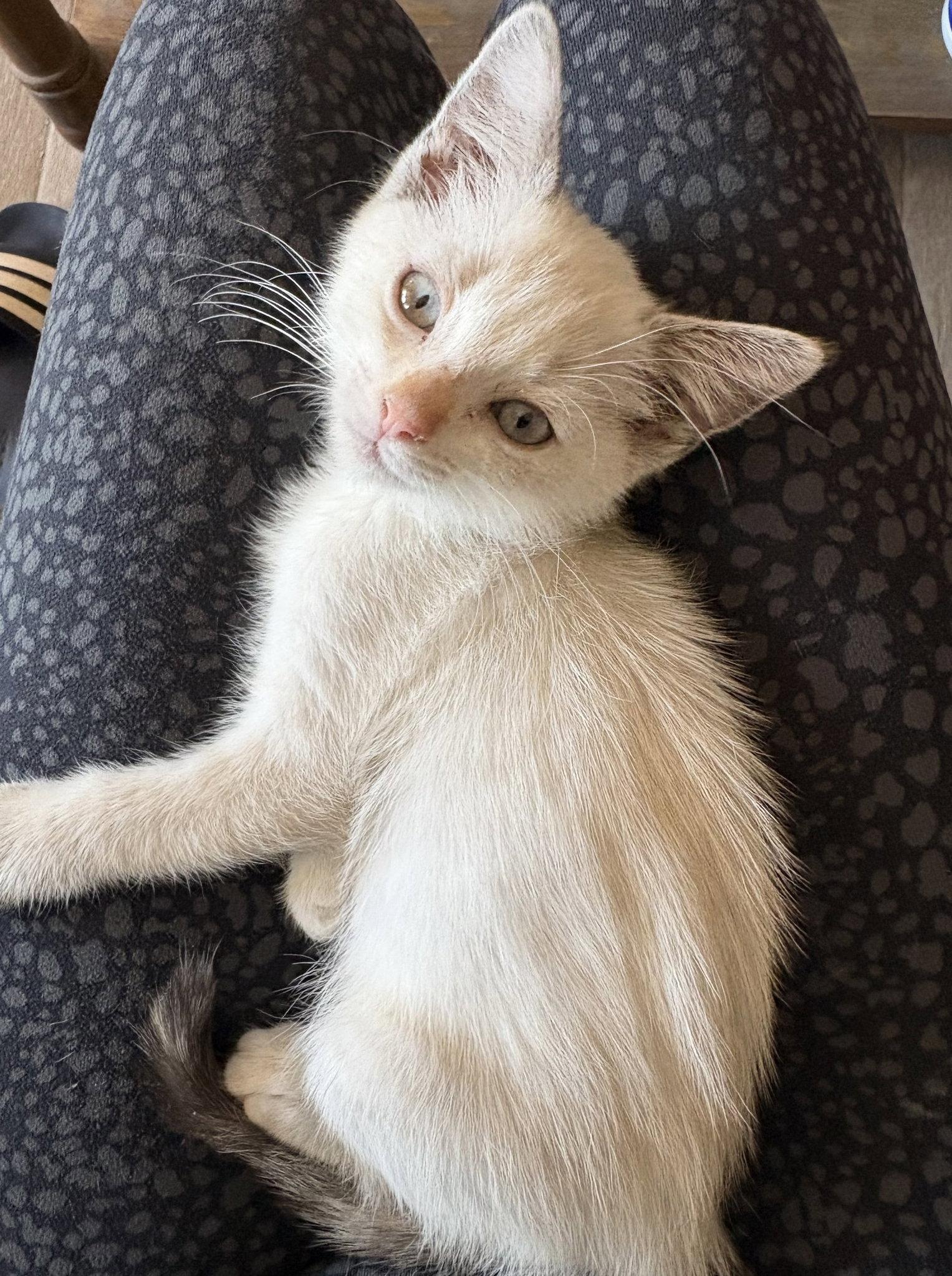 Go Sports!, a Adopted Siamese in Glendale, AZ image 1/3