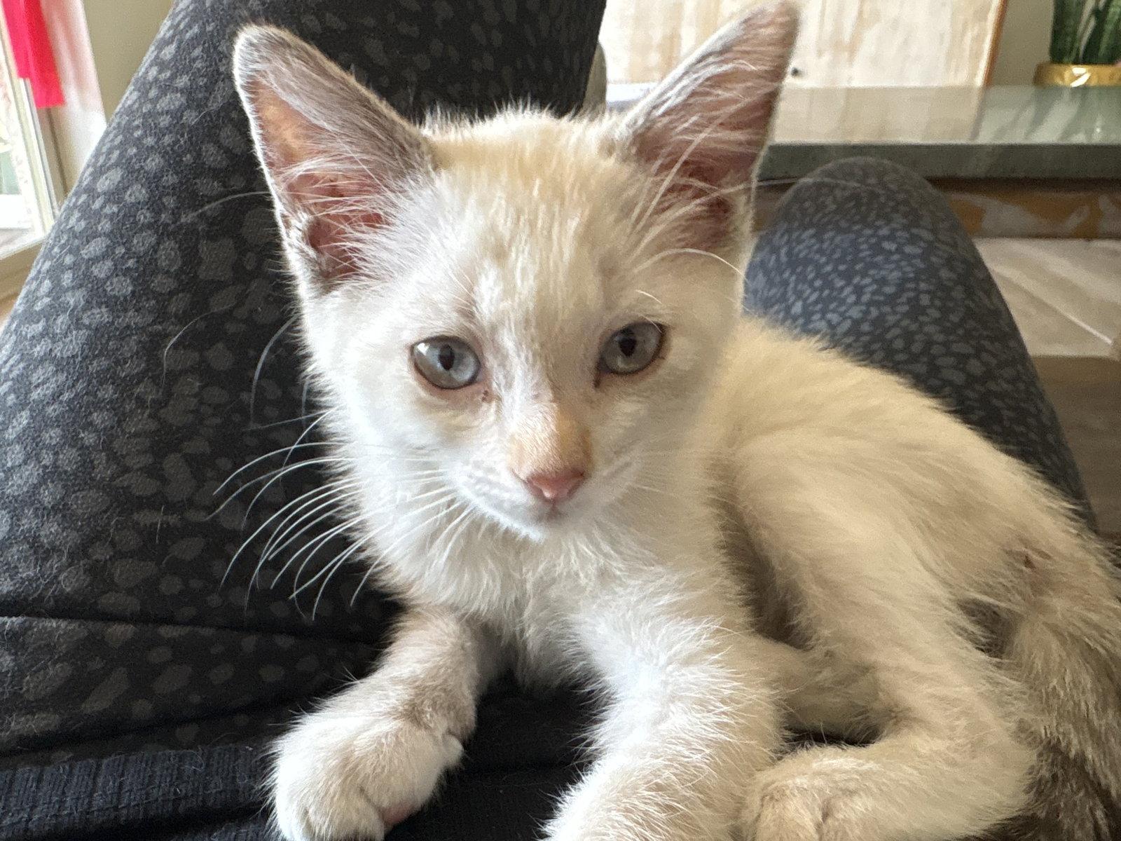 Go Sports!, a Adopted Siamese in Glendale, AZ image 3/3