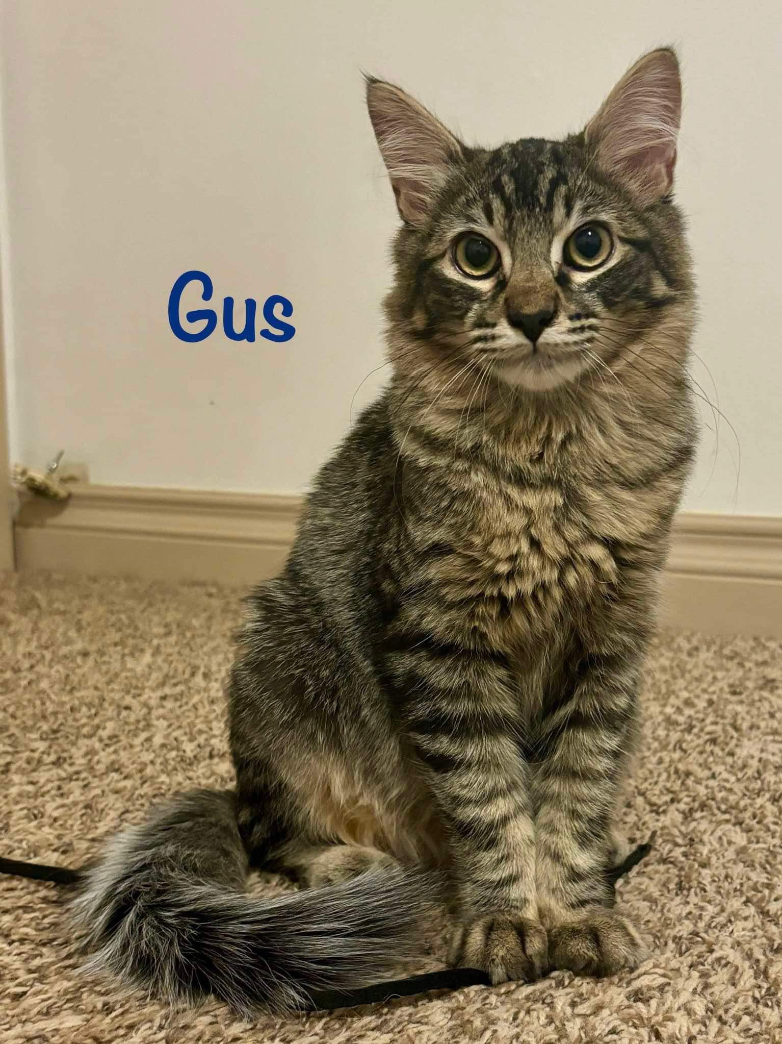 Cat for adoption Gus, a Domestic Medium Hair in Colorado Springs, CO Petfinder