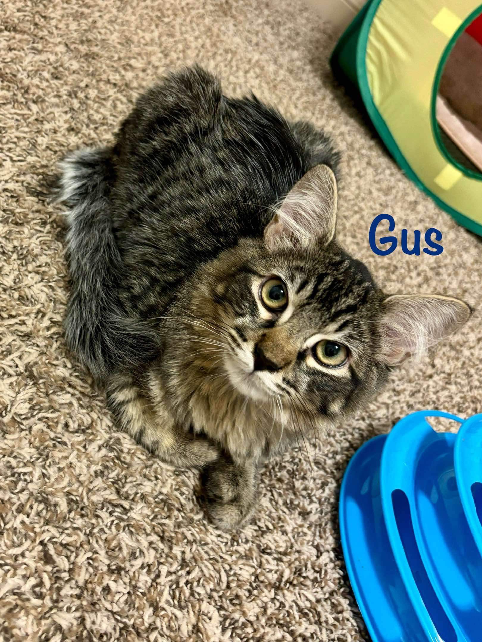 Cat for adoption Gus, a Domestic Medium Hair in Colorado Springs, CO Petfinder