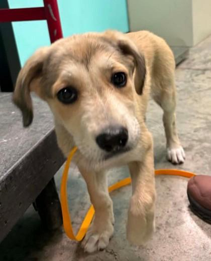 Mabel, Adoptable, Puppy Female Shepherd & Mixed Breed.