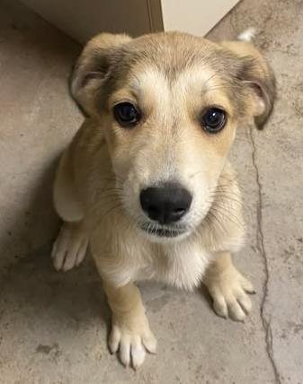 Mabel, a Adoptable mixed breed in Lampasas, TX image 2/2