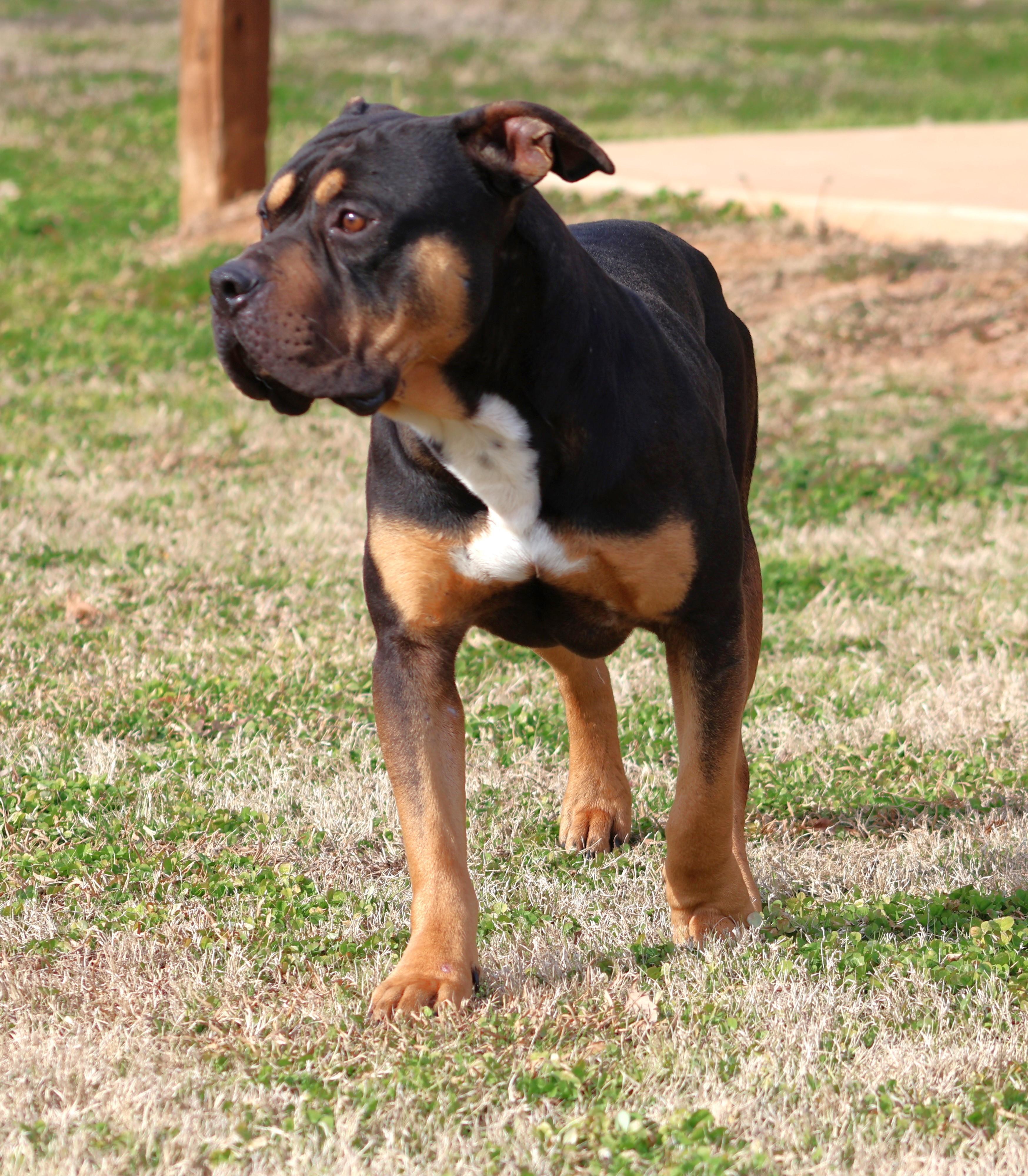 AXEL, Adoptable, Adult Male Pit Bull Terrier.