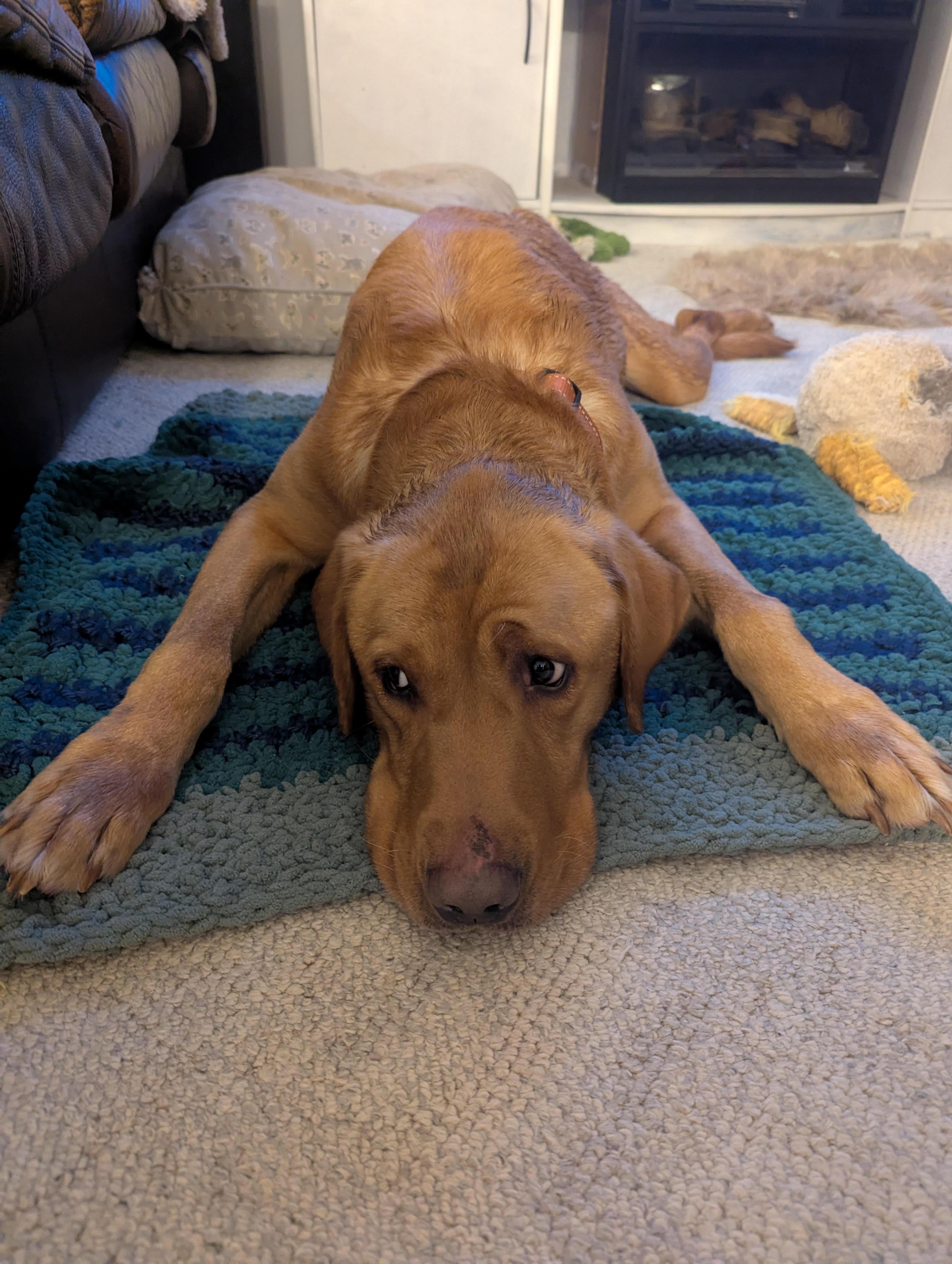 Enlarge Simba, an adopted Yellow Labrador Retriever in Monticello, MN image 2/3