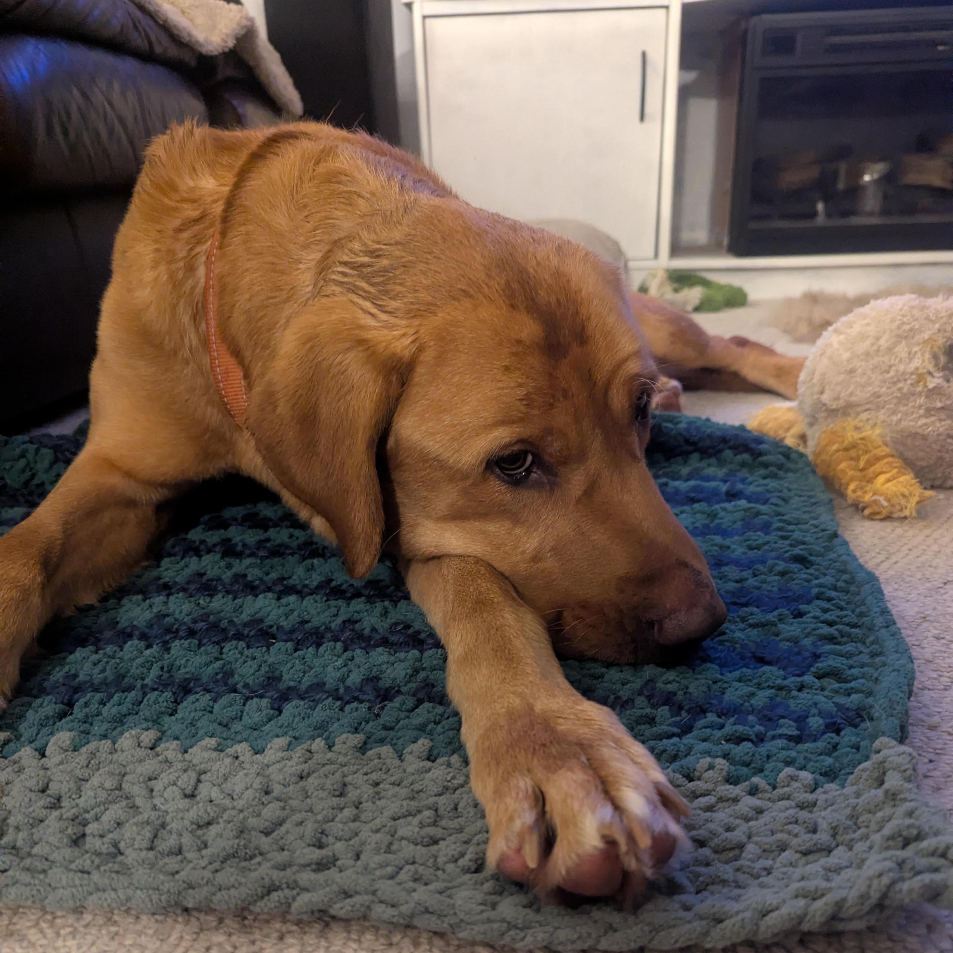 Simba, adopted, Adult Male Yellow Labrador Retriever.