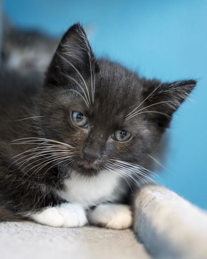Enlarge (Mickey), a Adoptable mixed breed in Pequot Lakes, MN image 1/1