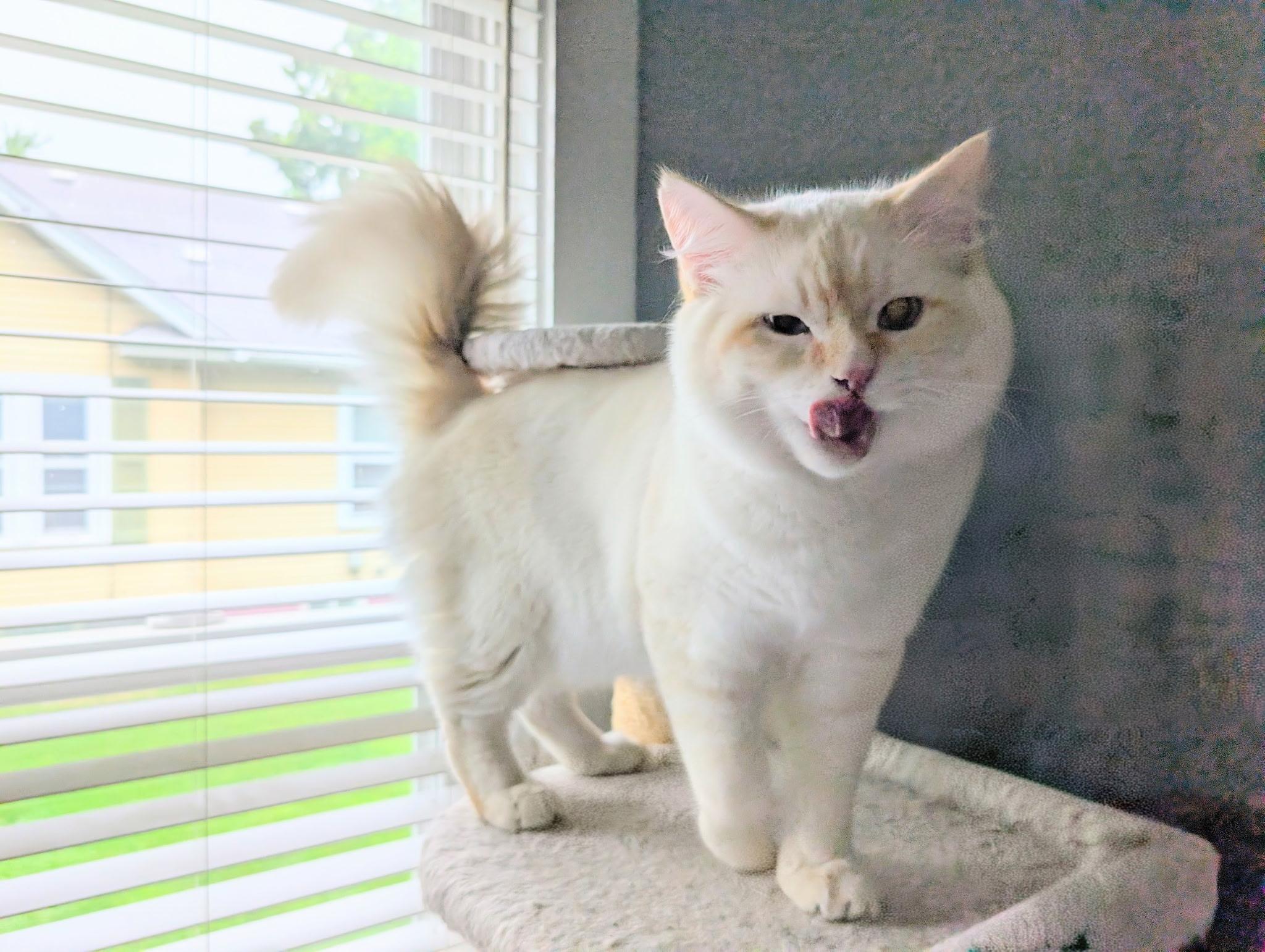 Mark (bonded with Saku), an adopted Siamese in Barrington Hills, IL image 2/4