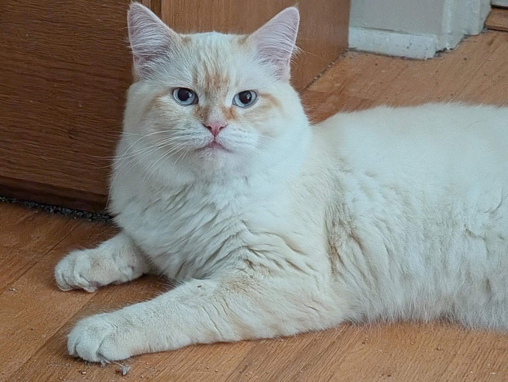 Mark (bonded with Saku), an adopted Siamese in Barrington Hills, IL image 3/4