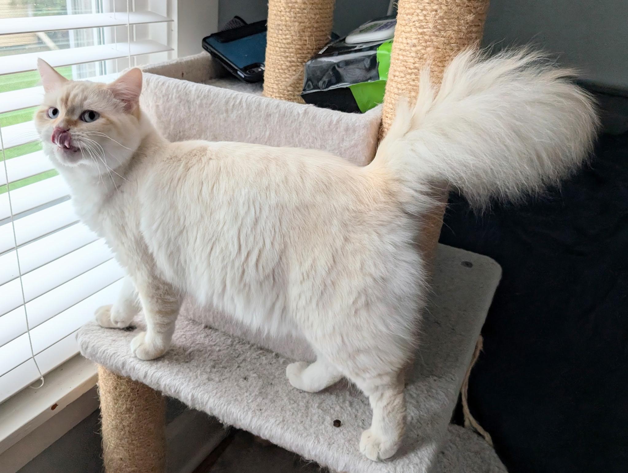 Mark (bonded with Saku), adopted, Kitten Male Siamese.